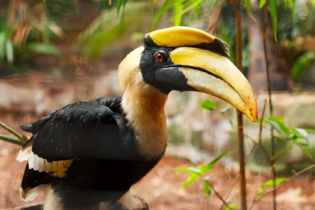 Nyishi tribe hornbill conservation