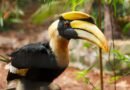 Nyishi tribe hornbill conservation