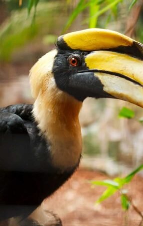 Nyishi tribe hornbill conservation