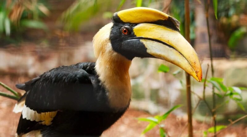 Nyishi tribe hornbill conservation